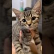 スコの子猫を迎えたら、もふもふ天使に育ちました...笑 #cat #猫