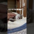 眠たい子猫 触りたい主 #子猫 #shorts #cat