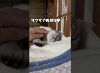 眠たい子猫 触りたい主 #子猫 #shorts #cat