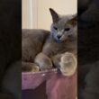 猫耳の後ろ毛を同時に触る方法#全猫好きが好きな耳の後ろ毛#ルネ