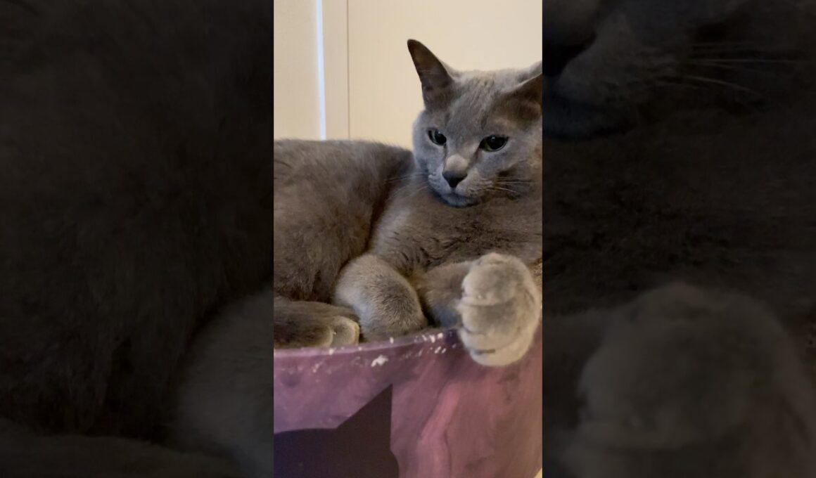 猫耳の後ろ毛を同時に触る方法#全猫好きが好きな耳の後ろ毛#ルネ