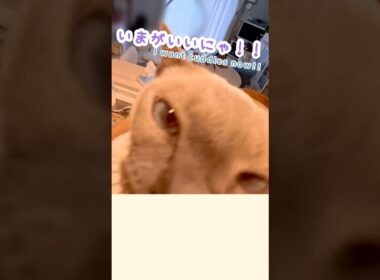 どうしても今抱っこしてほしい甘えん坊猫🥹🐾
