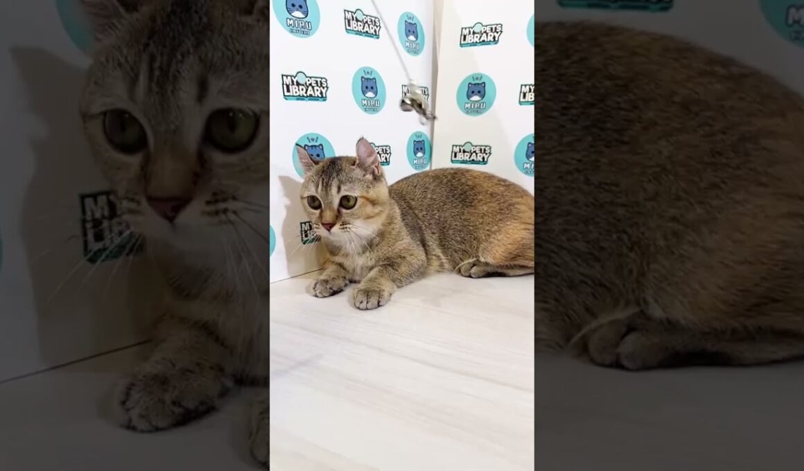 MC Munchkin Kinkalow Super Short Female #cute #pets#mypetslibrary #kitten