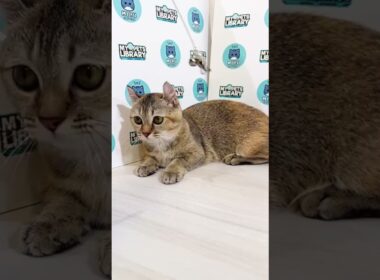 MC Munchkin Kinkalow Super Short Female #cute #pets#mypetslibrary #kitten