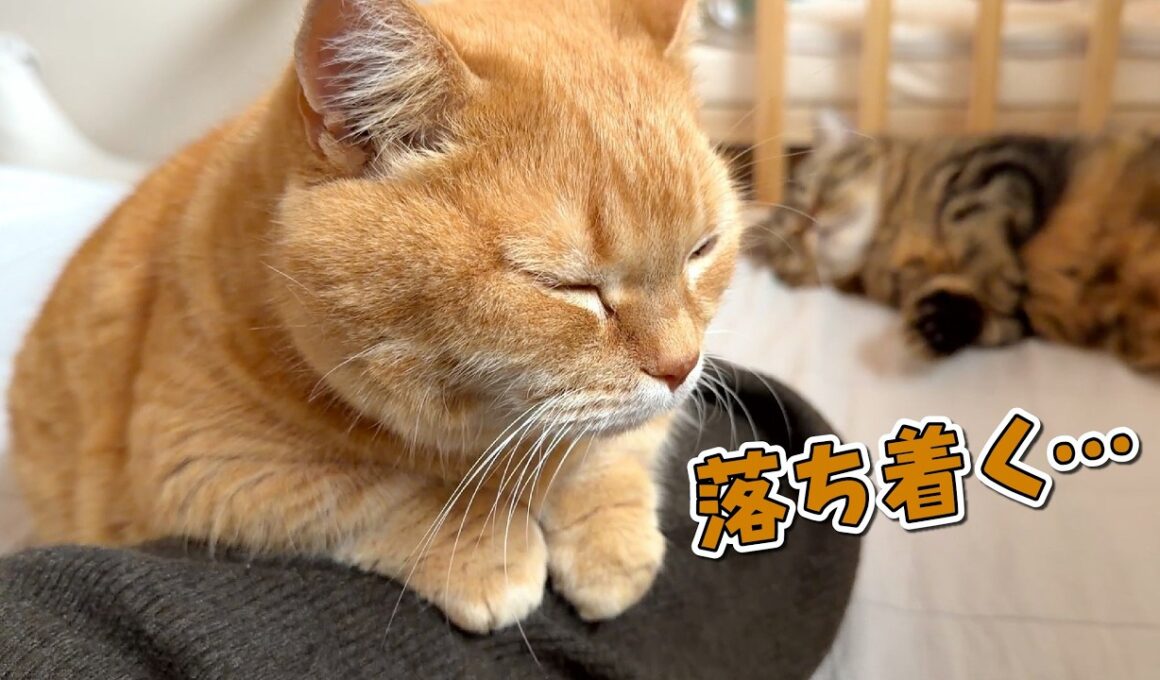 みんなが寝ている間にこっそりママに甘える猫が可愛すぎる！