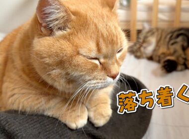 みんなが寝ている間にこっそりママに甘える猫が可愛すぎる！
