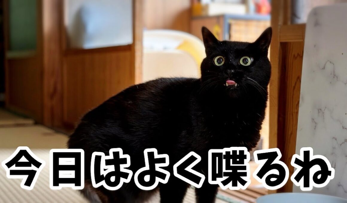 なんだか忙しそうな猫　Ten Looks Busy Today