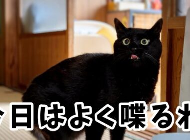 なんだか忙しそうな猫　Ten Looks Busy Today
