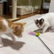静かになった子猫ルームから生配信🐈