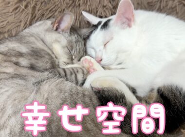 最近の猫たちの過ごし方はこんな感じです！