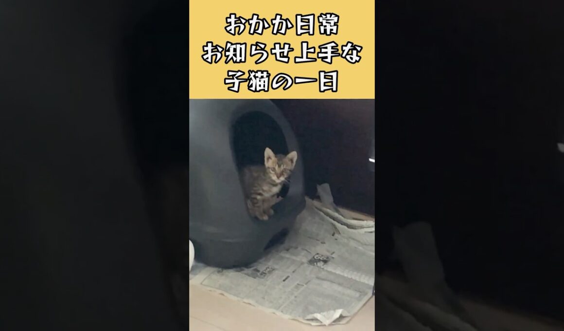 お知らせ上手な宇宙一かわいい子猫の1日#cat