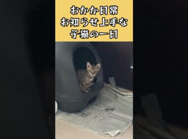 お知らせ上手な宇宙一かわいい子猫の1日#cat