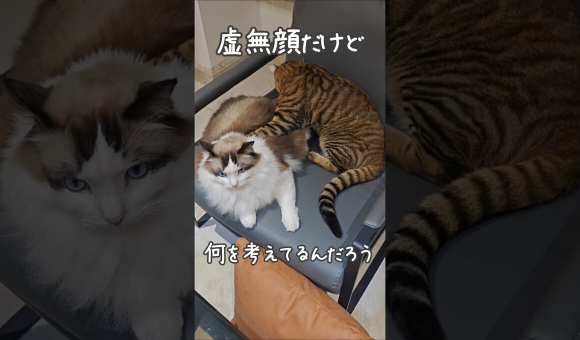 怒ってないと思ったら怒ってた｜トイガー&ラグドール　#トイガー #ラグドール #catshorts　#猫のいる暮らし #catfunny #大型猫 #毛繕い