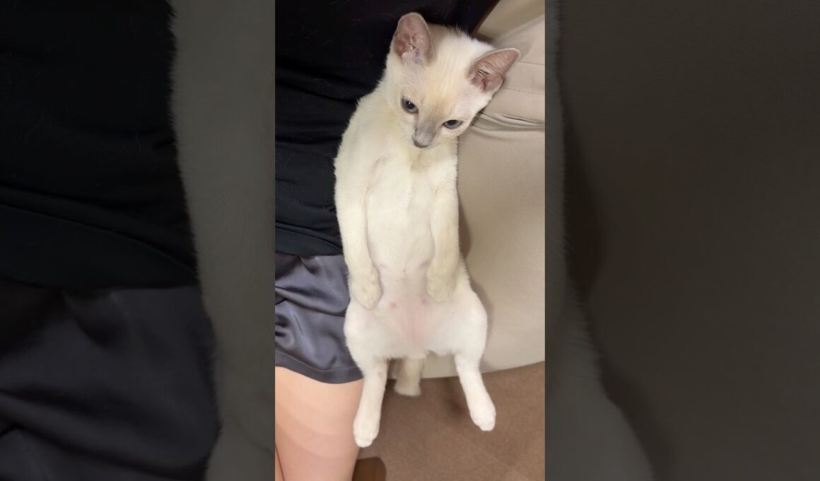 ハウスオペレータのお仕事