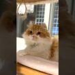 お風呂が沸きました５ #cat #猫のいる暮らし #アメリカンカール