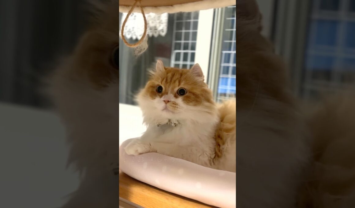 お風呂が沸きました５ #cat #猫のいる暮らし #アメリカンカール