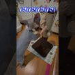スフィンクス猫チャイも爪研ぎして日本を🇯🇵応援📣するぞー（フル動画）