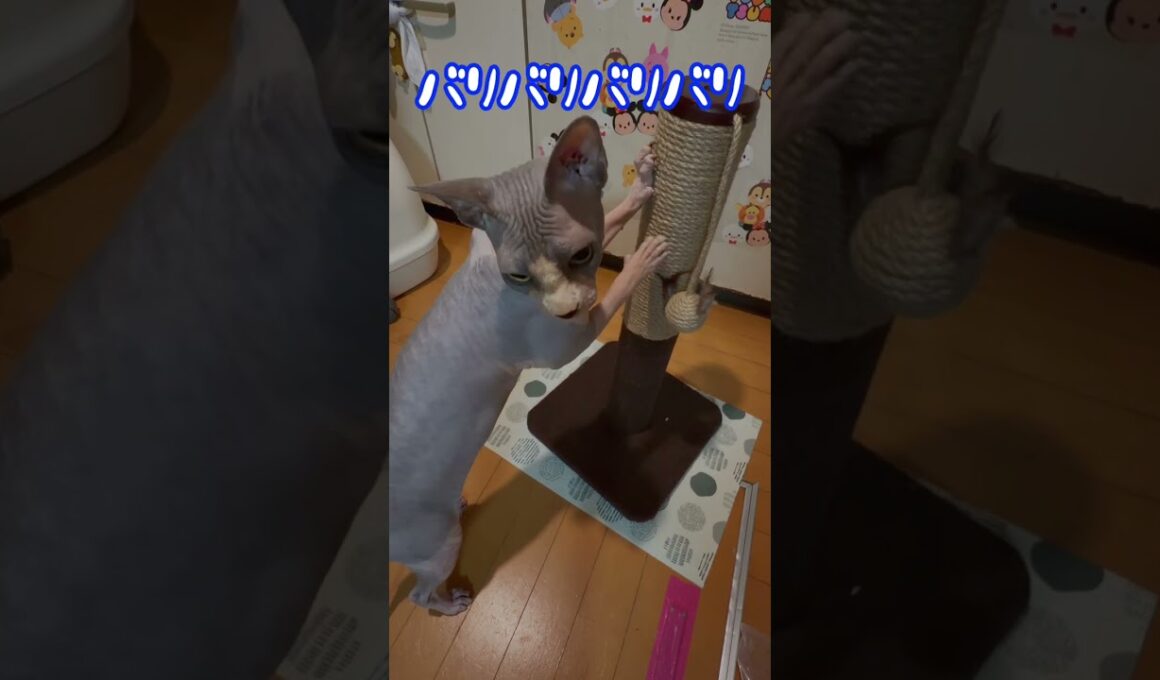 スフィンクス猫チャイも爪研ぎして日本を🇯🇵応援📣するぞー（フル動画）