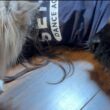 寝ている娘の服の中に入り込もうとする猫　ラガマフィン