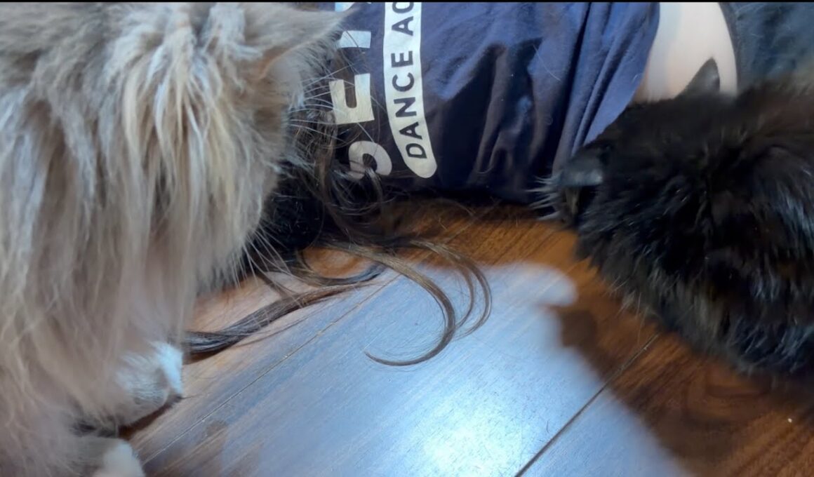 寝ている娘の服の中に入り込もうとする猫　ラガマフィン