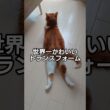 ついに動画撮れた！！！世界一かわいいトランスフォーム！！！！　 #スコティッシュフォールド #cat #猫のいる暮らし #猫好きさんと繋がりたい