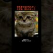 排水溝で泣き叫んでいた子猫、救われました#猫の救助 #感動ストーリー #動物保護 #子猫 #排水溝救助