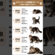 メインクーンの成長のステージ #シャム猫 #猫 #猫好き #猫のいる暮らし #fyp