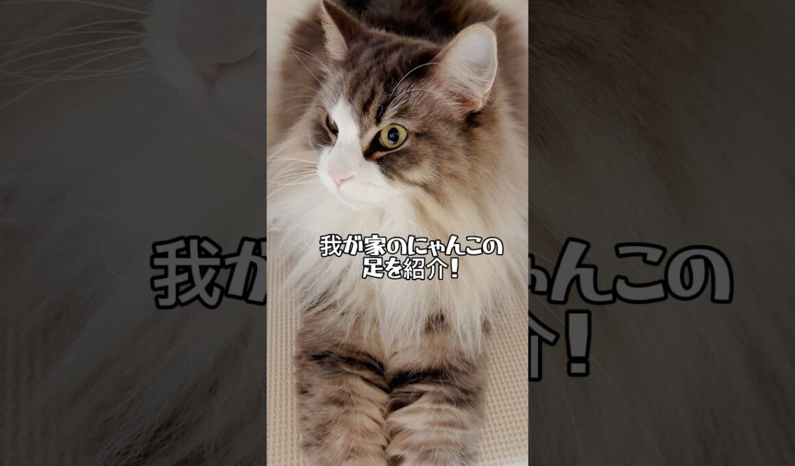 【猫の足マニア】#猫 #cat #マニア #ノルウェージャンフォレストキャット #スコティッシュフォールド #ラグドール #shorts