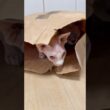 仲良く袋の中に入る猫スルタンとアレクサンドラ【スフィンクス】