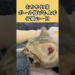 ボール遊びも上手な宇宙一かわいい子猫の1日#cat