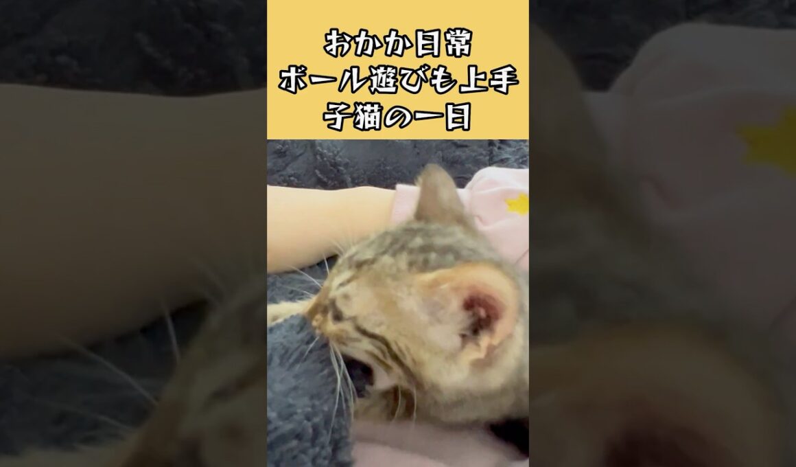 ボール遊びも上手な宇宙一かわいい子猫の1日#cat