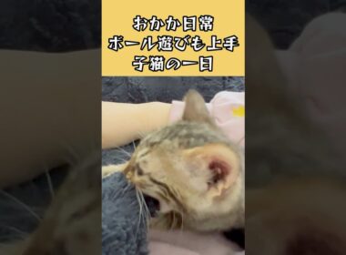 ボール遊びも上手な宇宙一かわいい子猫の1日#cat