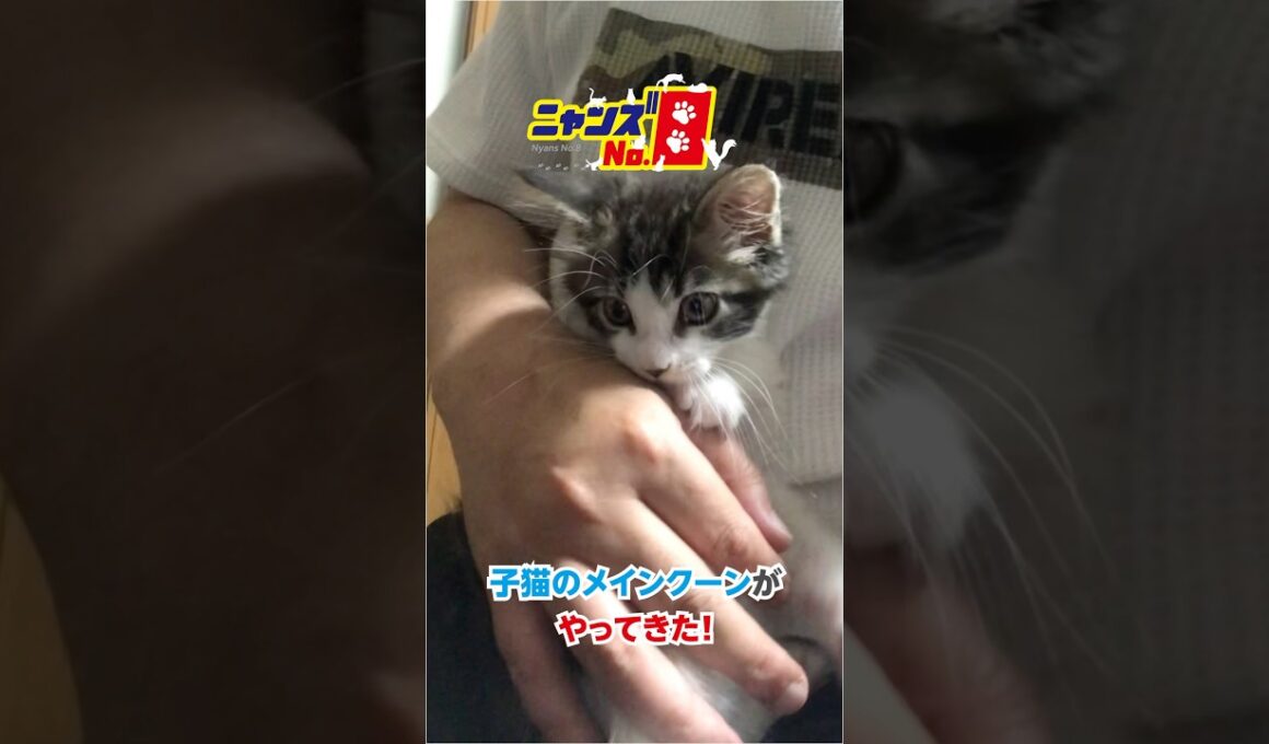 子猫メインクーンがやってきた！　  #保護猫 #猫多頭飼い #猫一人暮らし #メインクーン  #shorts #catlife #cat #家猫 #ねこ #保護猫 #ネコ