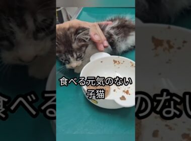 弱って食べる力がない子猫＃shorts #子猫 #保護猫