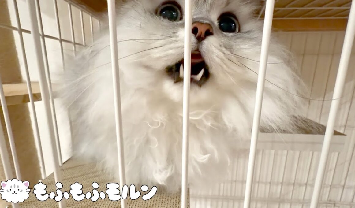 猫のために新しくしたのは… 【サイベリアン】