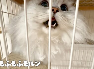 猫のために新しくしたのは… 【サイベリアン】