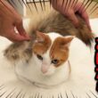 先住猫の誕生日プレゼントの結末が悲惨すぎた…