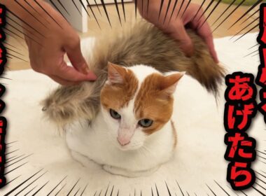 先住猫の誕生日プレゼントの結末が悲惨すぎた…