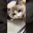 頑張るラグドールちゃん！　#猫 #猫のいる暮らし #ラグドール