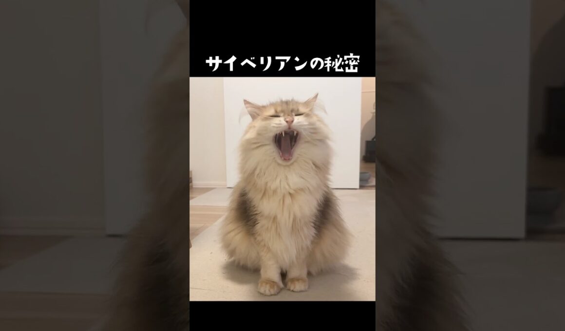 サイベリアンの秘密🤫😻