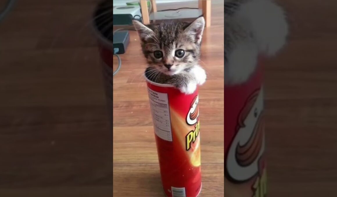 Cuteness 😍 🥰 #cat #1milio #like #funny #kitten #pets #cute #13million #mycat #kitty #kittytv