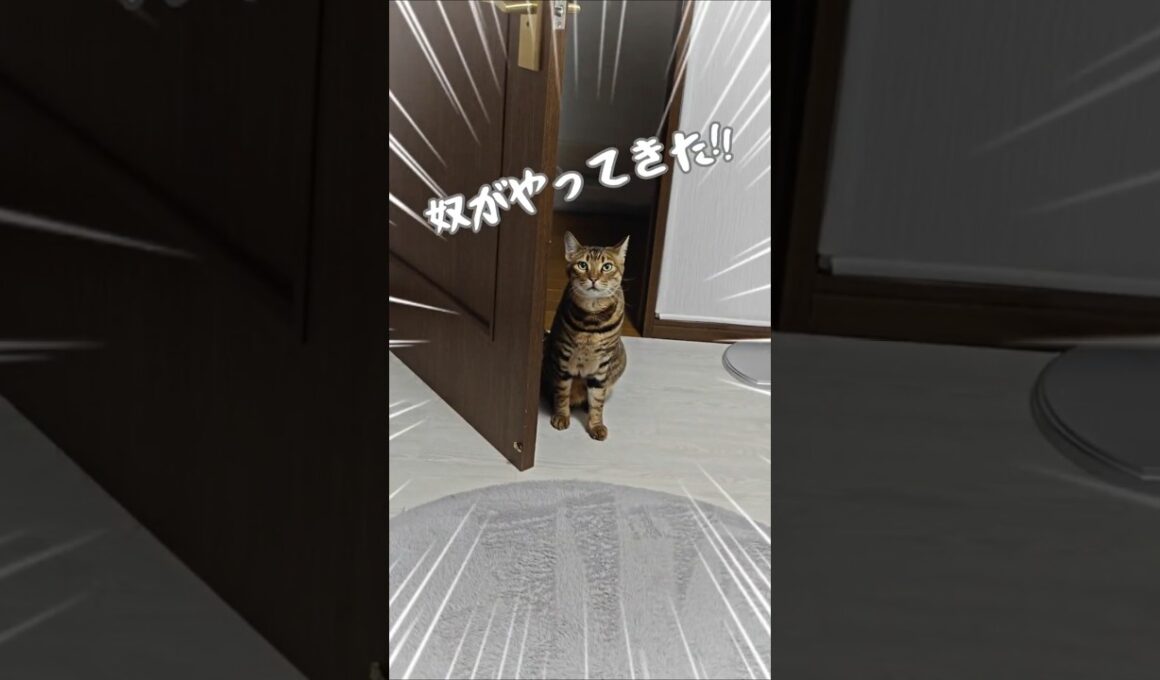犯人、真下にいます。｜トイガー&ラグドール　#トイガー #ラグドール #catshorts　#猫のいる暮らし #catfunny #大型猫