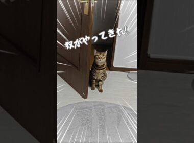 犯人、真下にいます。｜トイガー&ラグドール　#トイガー #ラグドール #catshorts　#猫のいる暮らし #catfunny #大型猫