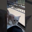 ｢5月2日、お迎えに行った時の映像です｣#shorts  #アメショ  #仔猫#cat  #cute #猫 #アメリカンショートヘアー