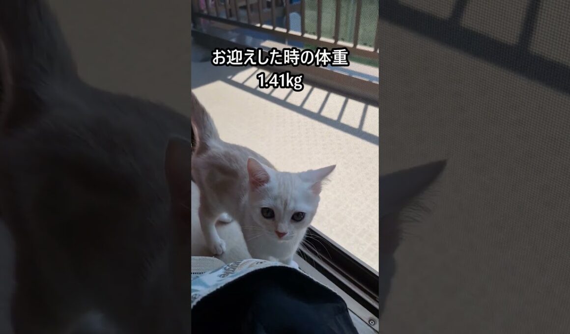 ｢5月2日、お迎えに行った時の映像です｣#shorts  #アメショ  #仔猫#cat  #cute #猫 #アメリカンショートヘアー