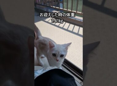 ｢5月2日、お迎えに行った時の映像です｣#shorts  #アメショ  #仔猫#cat  #cute #猫 #アメリカンショートヘアー