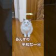 あんちゃんの平和な一日😽💓#ラグドール #猫好きさんと繋がりたい #猫のいる暮らし #ねこ動画 #子猫
