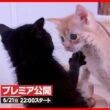 【子猫 保護】ボロボロで保護された3つの小さな命…生きることの喜びを