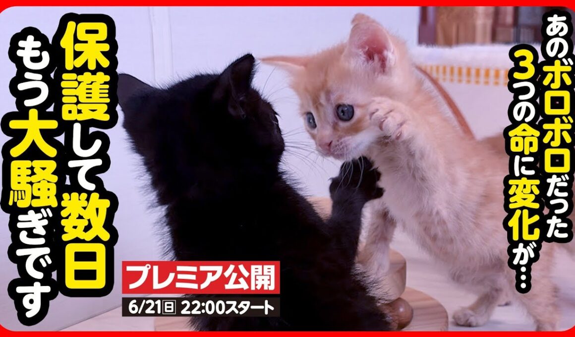 【子猫 保護】ボロボロで保護された3つの小さな命…生きることの喜びを