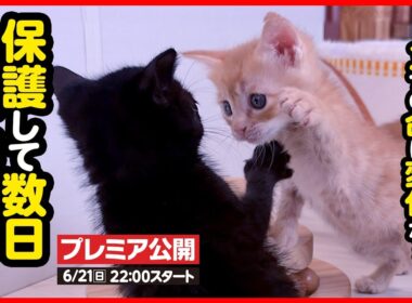 【子猫 保護】ボロボロで保護された3つの小さな命…生きることの喜びを